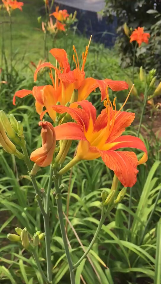 中国传统母亲花萱草